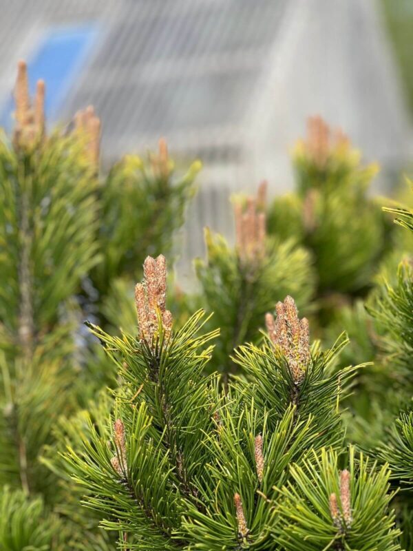 Mägimänd 'Schweizer Tourist' P110 140-160cm bonsai