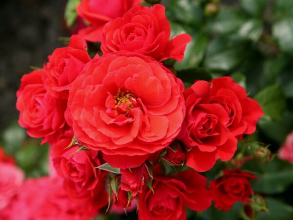 Peenraroos 'Cherry Girl' P21 Eestis kasvatatud