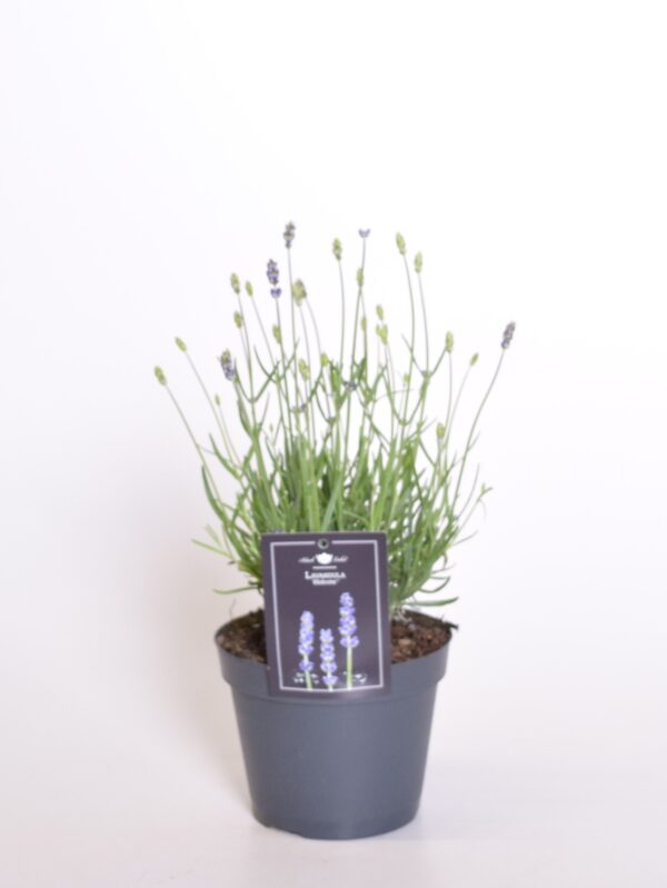 Tähklavendel 'Hidcote' P15