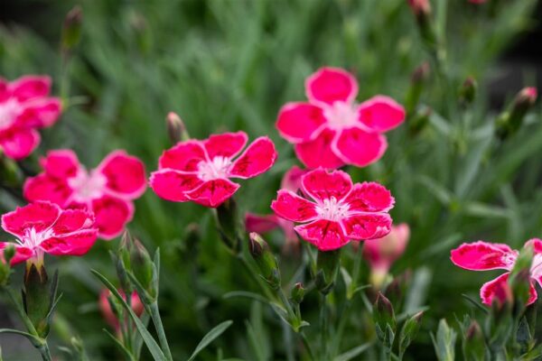 Hall nelk 'Flutterburst' P12 Eestis kasvatatud