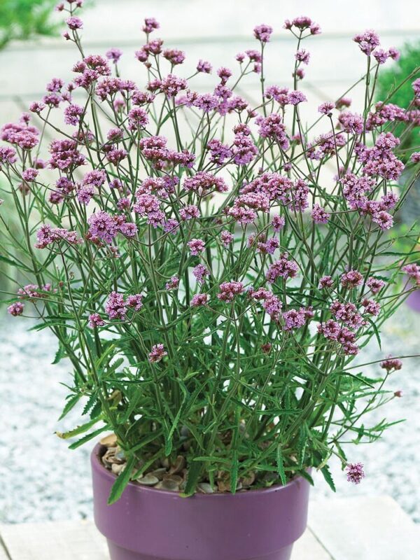 Argentiina raudürt 'Lollipop' P19 Eestis kasvatatud