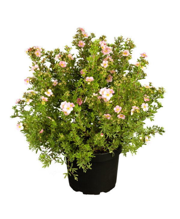 Põõsasmaran 'Pink Paradise' P19 Eestis kasvatatud