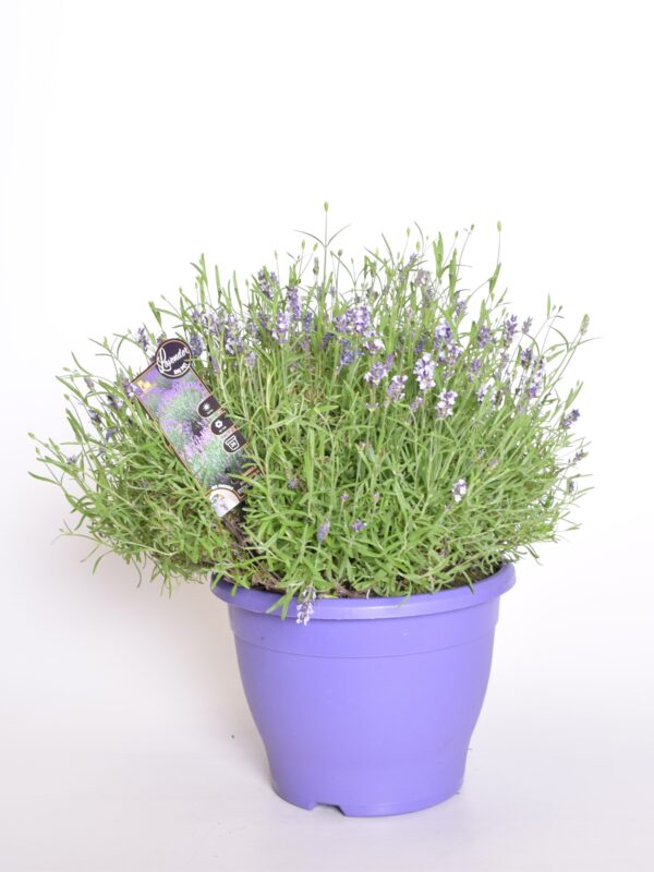 Tähklavendel 'Essence Purple' P26