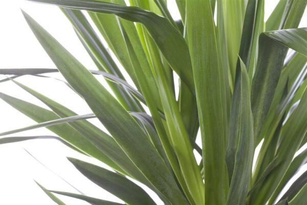 Hiigel-tääkliilia P21 90cm 2tüve