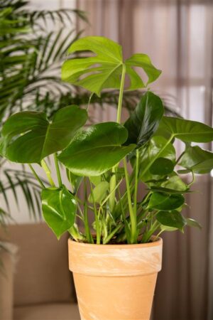 Meeldiv monstera P40 XXL 150cm