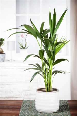 Forsteri kentiapalm P24  140-150cm