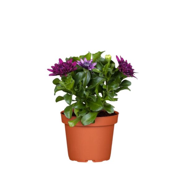 Kuldkakar P11/P12 erinevad