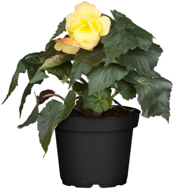 Mugulbegoonia P12 erinevad