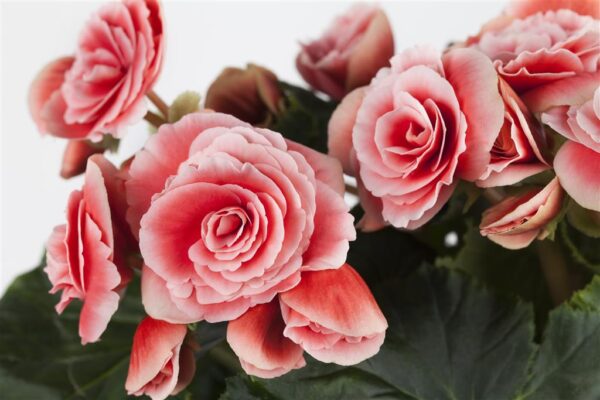 Mugulbegoonia P12 erinevad