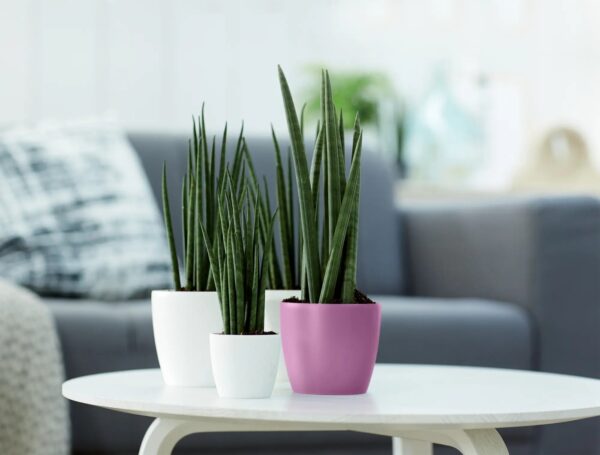 Lillepott Brussels Mini lilla Ø7x h6cm