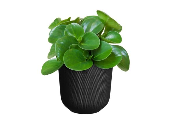 Lillepott Jazz Ø16x h15cm must