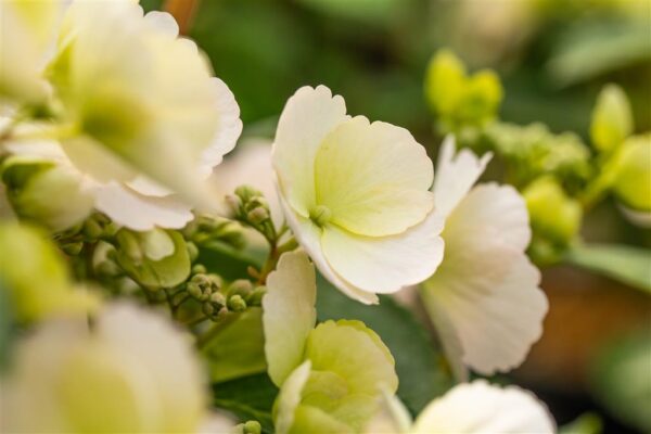 Hortensia 'Runaway Bride' P19
