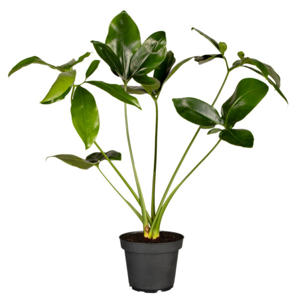 Filodendron 'Funny Bunny' P12