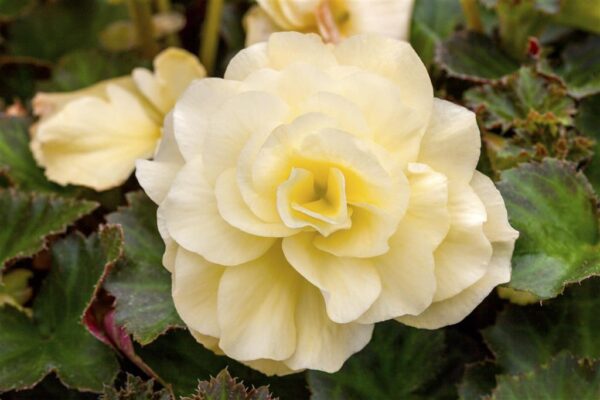 Mugulbegoonia 'Fragrant Falls' P25 amplis Eestis kasvatatud