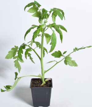 Amplitomat P9 erinevad Eestis kasvatatud