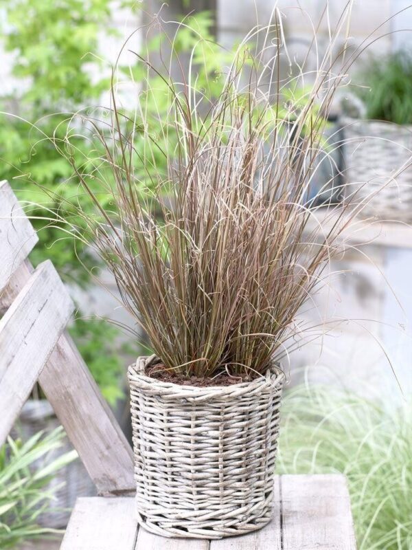 Keerdlehine tarn P17 Eestis kasvatatud