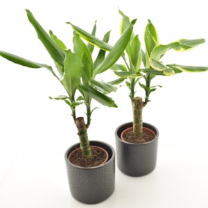 Lõhnav draakonipuu P12 1tüvi