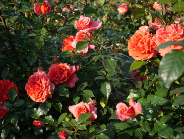 Roniroos 'Naranga' P21 Eestis kasvatatud