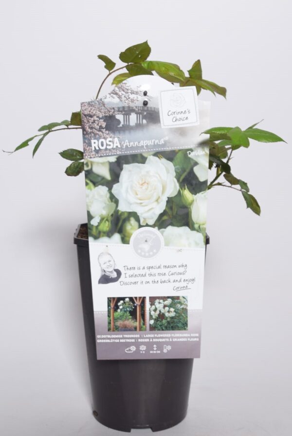 Peenraroos (TH) 'Annapurna' P17