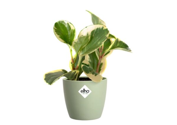 Lillepott Brussels Ø16x h15cm roheline