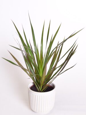 Ääris-draakonipuu ‘Magenta’ P12 30cm