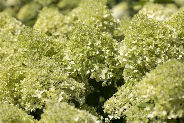 Aedhortensia 'Petite Flori' P17