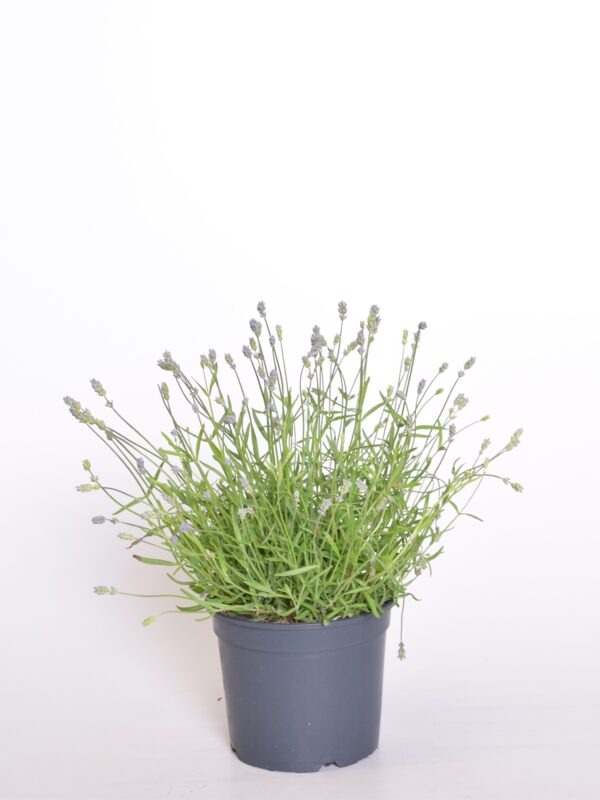 Tähklavendel 'Essence Purple' P19