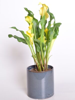 Kalla ‘Sunclub’ P12