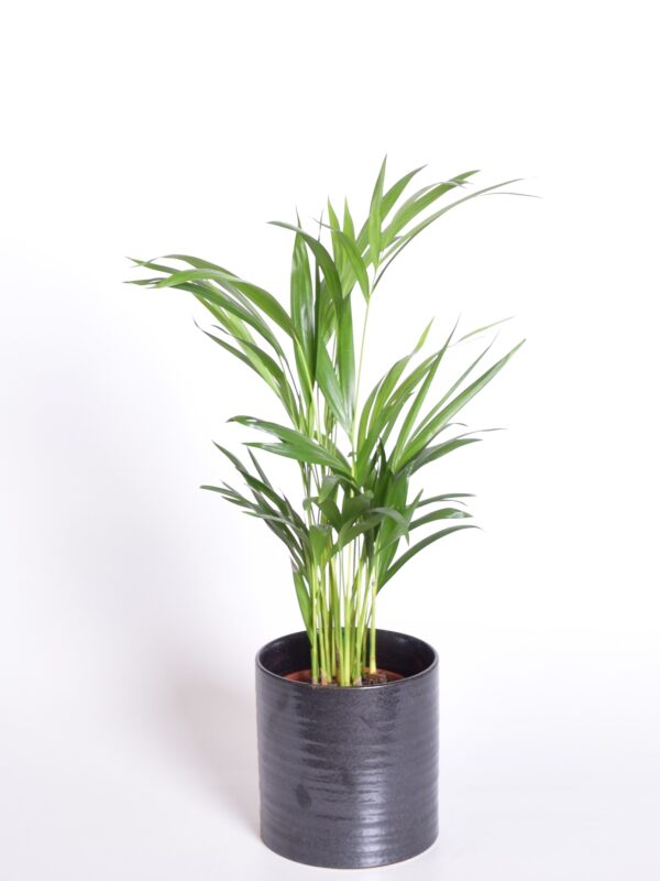 Kollakas kuldviljakpalm (pisipalm) P17 100cm