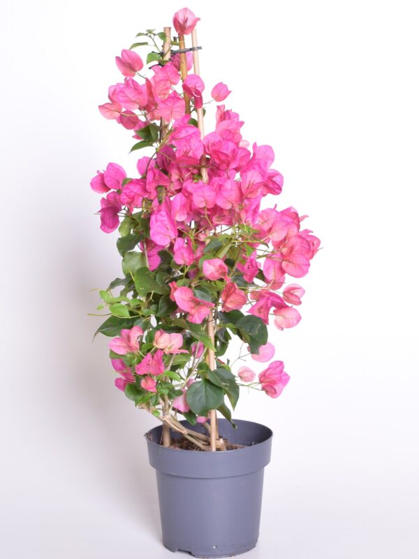 Bugenvillea P19 toestatud