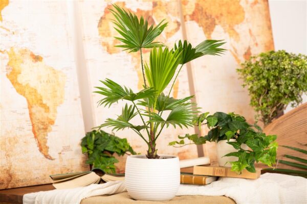 Ümaralehine saribuspalm (lehvikpalm) P14 ümbrispotis