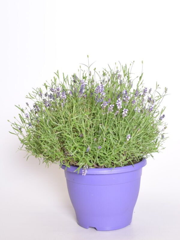 Tähklavendel 'Essence Purple' P26
