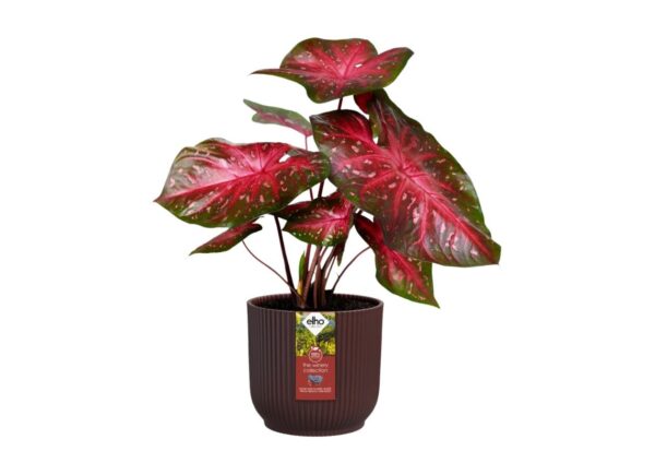 Lillepott Winery Ø18x h17cm bordoopunane