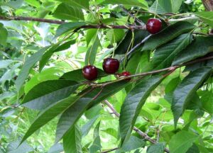 Hapu kirsipuu ‘Turgenevka’ P26 120cm Eestis kasvatatud