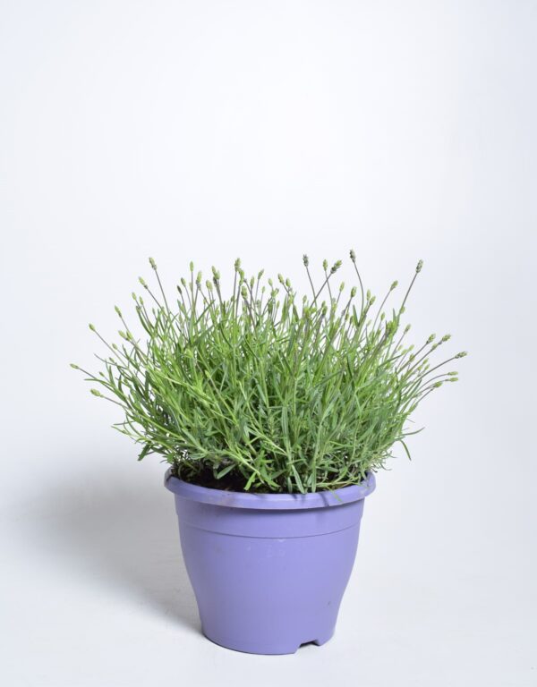 Tähklavendel 'Essence Purple' P23