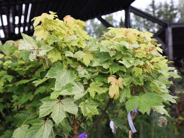 Mägivaher 'Brilliantissimum' P23 100cm tüvel