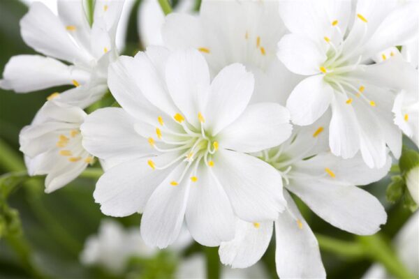 Leviisia P14 erinevad Eestis kasvatatud