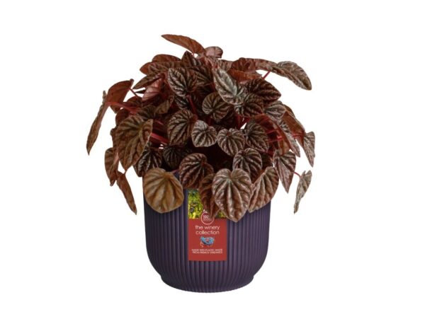 Lillepott Winery Ø16x h15cm ploomililla