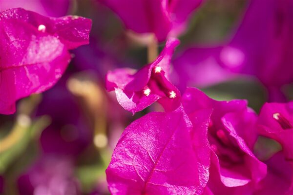 Bugenvillea P19 toestatud