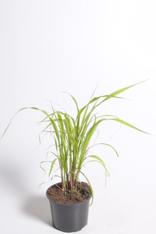 Ameerika hiidhirss P12 erinevad Eestis kasvatatud