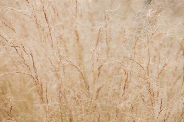 Jõhv-stepirohi P10,5 Eestis kasvatatud