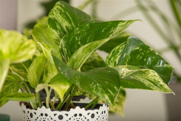 Kuld-nõelköis 'Marble Queen' P12