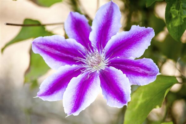 Elulõng P17 erinevad sordid