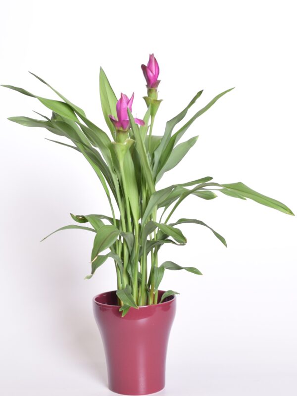 Tulp-kollajuur 'Siam Swing' P21