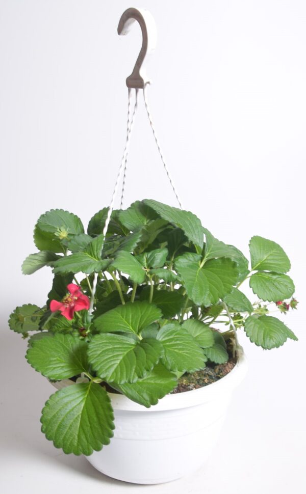 Rippmaasikas P25 amplis Eestis kasvatatud