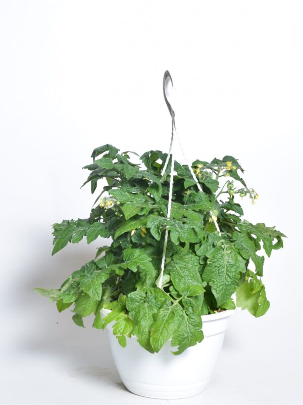 Amplitomat 'Vilma' P25 amplis Eestis kasvatatud