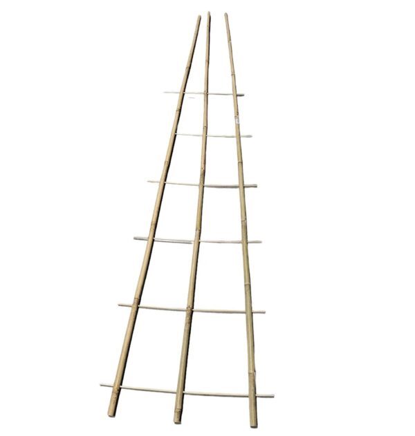 Taimeredel bambus 3 haru 6 astet h240cm