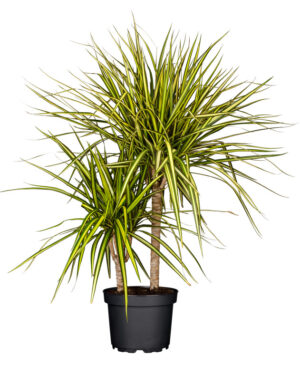 Ääris-draakonipuu ‘Sunray’ P21 60cm 2tüve