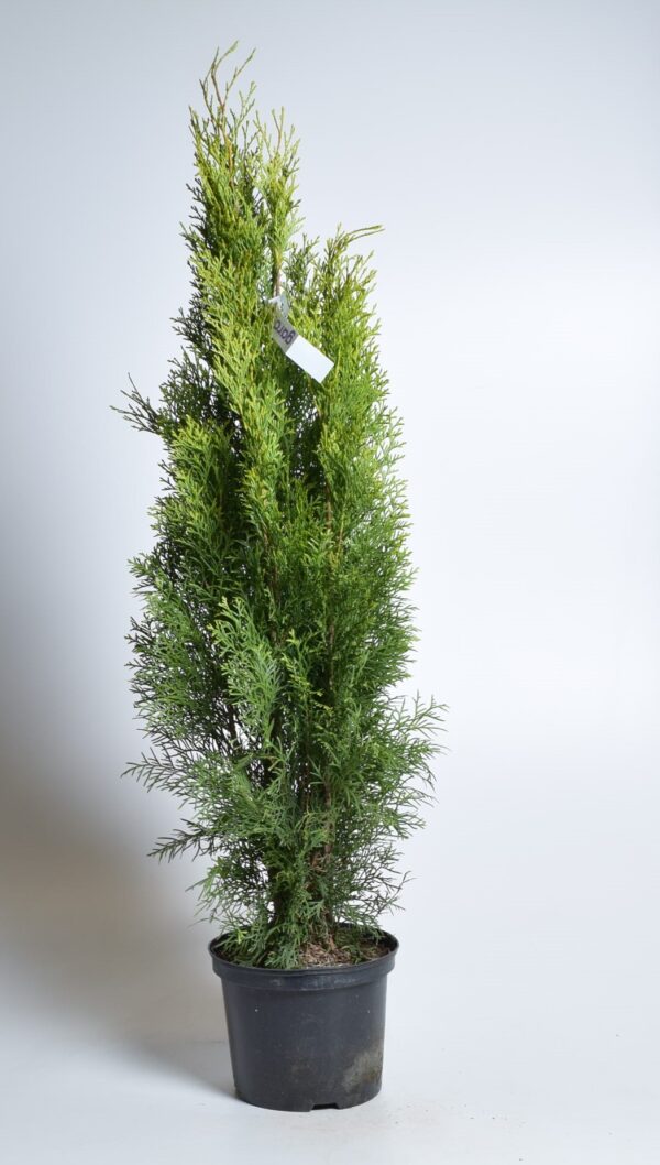 Harilik elupuu 'Smaragd' P21 80-90cm