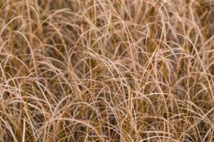 Keerdlehine tarn P17 Eestis kasvatatud